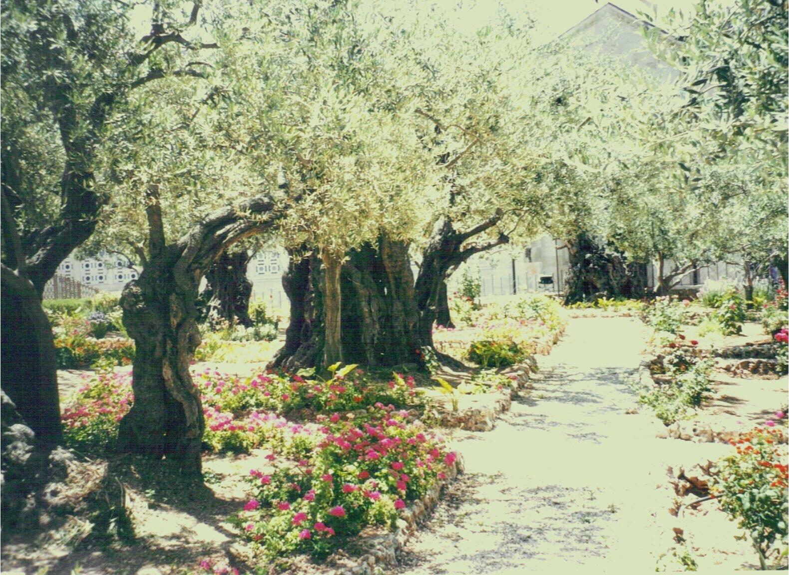 Ancient olive trees surrounded by flowers in a sacred garden